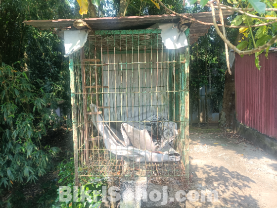 Pakir kaca bekroi
